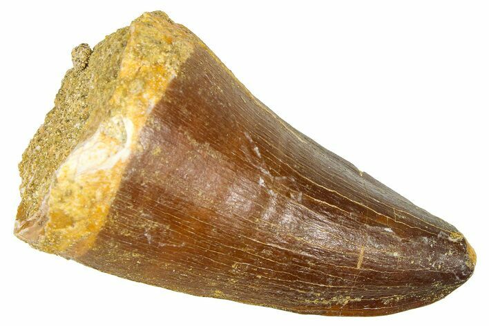 Fossil Mosasaur (Thalassotitan) Tooth - Morocco #374527